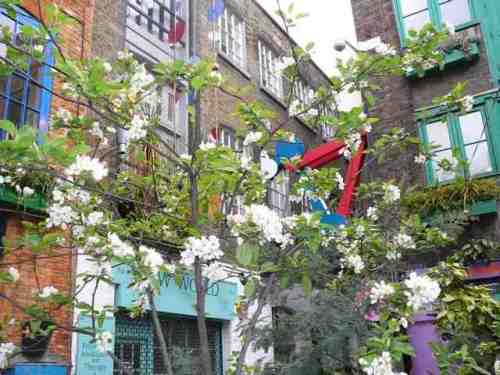 Neal's Yard in blossom