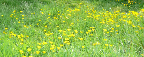 Buttercups in Neal\'s Yard