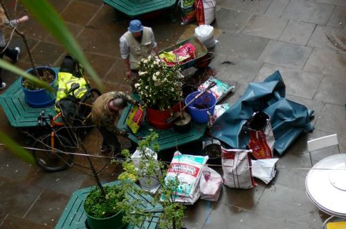 Tree planting in Neal's Yard