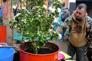 New tree in Neal's Yard
